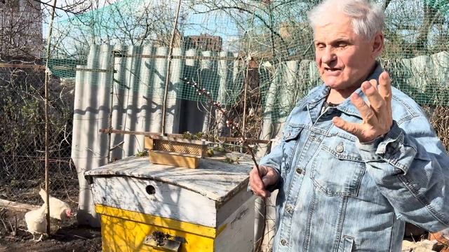 Пыльца пчелиная (цветочная): мои советы когда ее лучше