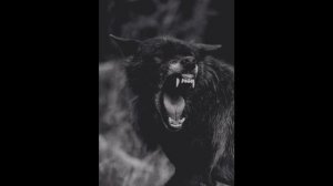 "Волк" Стихотворение