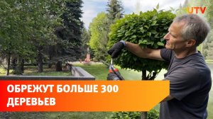 В парке Матросова в Уфе спилят 4 дерева и кронируют 300