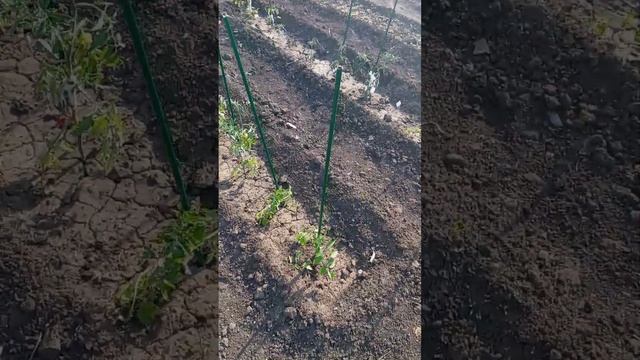 огород в мае, посадка рассады смотреть онлайн