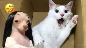 Самые Смешные Видео про Кошек И Собак 🐱3🐶 - Лучшие Приколы Про Животных 😁