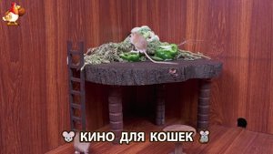 Видео для кошек про крысок развлекать питомцев 🐭🐀😂 (127)
