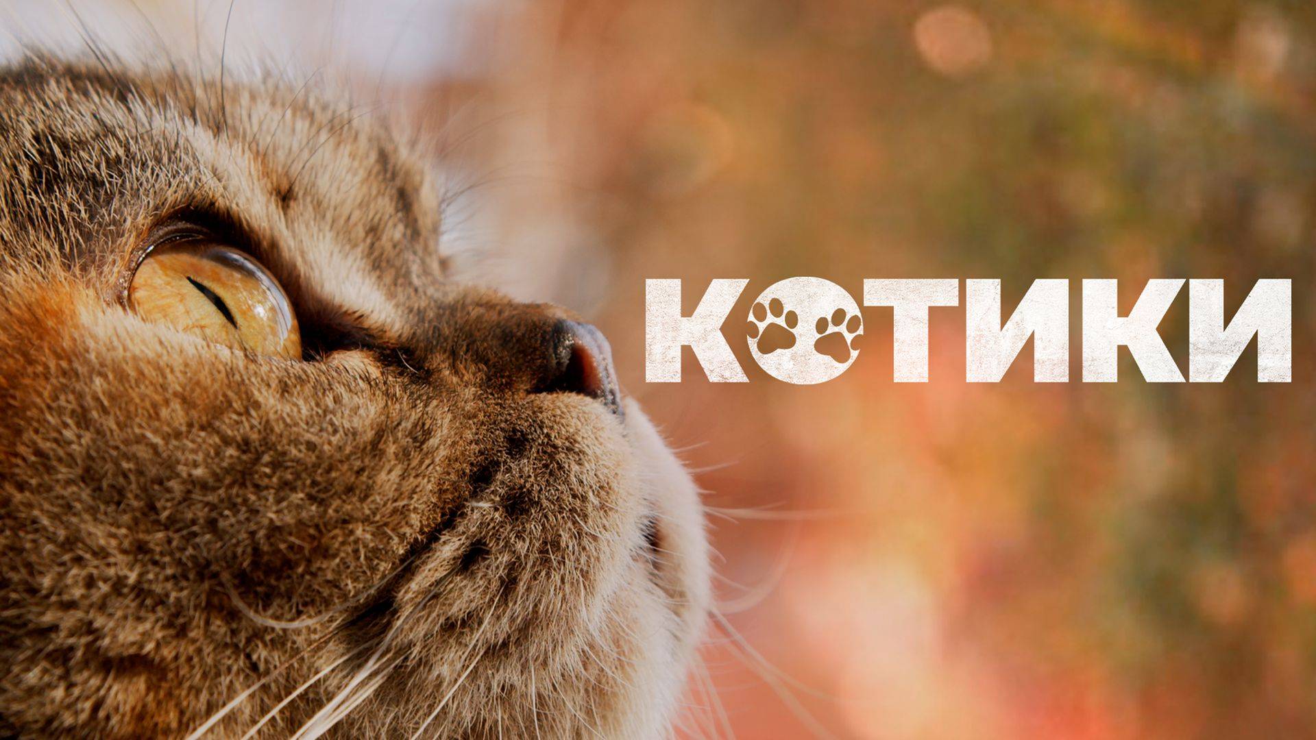 Котики. Самый милый документальный фильм про кошек