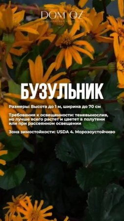 ЗАКАЗАТЬ ПОСАДКУ РАСТЕНИЙ: +7(985)920-77-00 (WhatsApp, Telegram) https://domozmsk.ru/