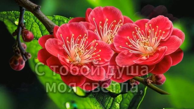 Люблю тебя, мой свет родной