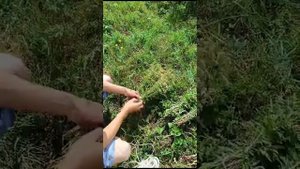 Тысячелистник🌺будем в чай добавлять 🌺