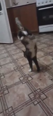 пойду КА  всех УДИВЛЮ !11!!