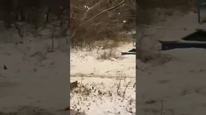 Лиса в улан-удэнском микрорайоне Энергетик