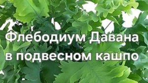 Папоротник Давана в подвесном кашпо