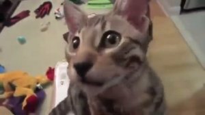 Смеющийся Котэ