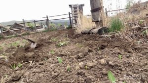 Сняла все деньги из за этого.Забор из подсолнухов