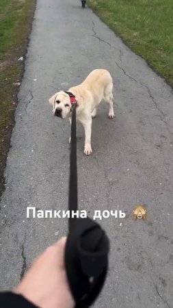 Семья это все! Либо вместе, либо никак! #жизньслабрадором #собака #семьячерных