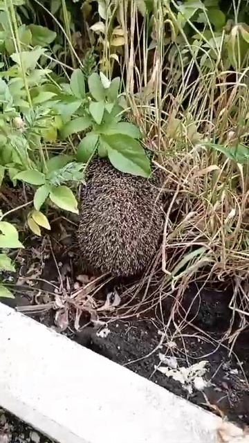 Ёжик на Полежаева в городе Саранск смотреть онлайн
