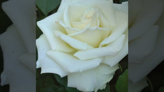 Встречаем новый день прекрасными цветами смотреть онлайн