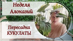 Неделя алоказий. Весёлая пересадка Кукулаты. 🤣