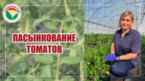 Пасынкование томатов