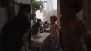 Ребенок Дерется с Наглым Котом