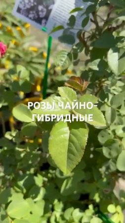 РОЗЫ ЧАЙНО-ГИБРИДНЫЕ в большом ассортименте в наличии в садовом центре «АртСад»