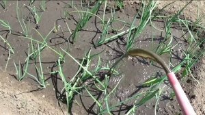 Жидкая подкормка лука куриным пометом