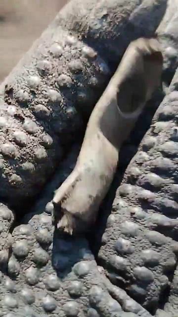 #поисковик #кладоискатель #металлоискатель #поискмоне смотреть онлайн