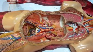 Рома и Диана Рома и Диана играют в Детском городском познавательном музее для детей