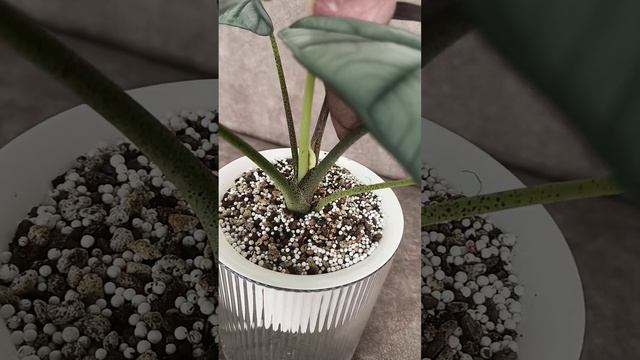 Алоказия Reg'n' green.🍃🍃Пересадка прошла удачно 🌱🌱🌱🌱 смотреть онлайн