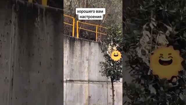 Котоподборка с питомцами