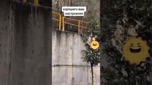 Котоподборка с питомцами