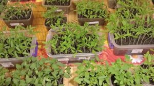 🌱Крепкая рассада томатов до пикировки. Как вырастить Выращиваем томаты вместе🌱
