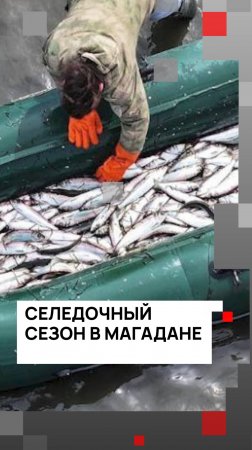 Рыбаки ловят селедку в Магадане