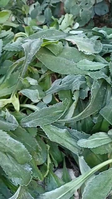 ЗАМОРОЗКИ В ВОЛГОГРАДЕ. смотреть онлайн