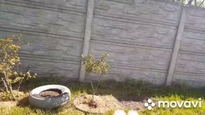 ЖИВЕМ В ДЕРЕВНЕ/ БЕЛАРУСЬ.Во саду и В огороде.ГЕОТЕКСТ?