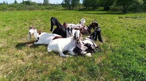 Первый взрослый выход на пастбище)Козлики на продажу)