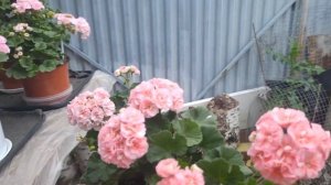 Утро, кофе, пеларгоши. Небольшой обзорчик.