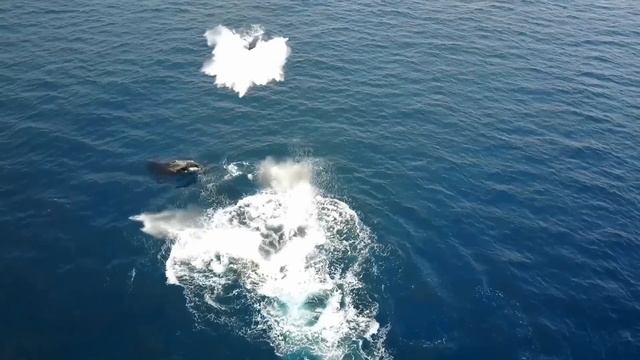 Моряки ОКАМЕНЕЛИ от ужаса, встретив ЭТО посреди океан? смотреть онлайн