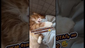 Смешные животные!)