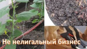 Вермичай, подкормка огурцов. Маррмок и огурцы.