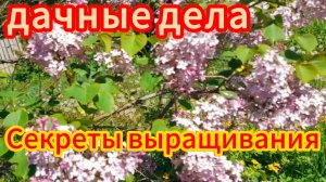 Vlog На дачи и в городе Обо всём понемногу. Секреты выращивания кобачков и тыквы.