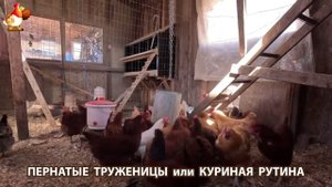 Куры несушки свободного выгула и их обычная куриная рутина – эпизод (366)