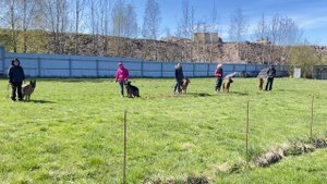 Отношение к выстрелу. Кёрунг САНКТ-ПЕТЕРБУРГ 09 мая`25 (А.Буйнова) 5 собак