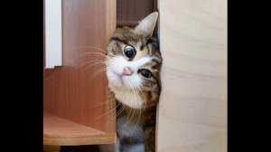 Необычайно фотогеничный кот-колясочник, на которого стоит равняться многим людям