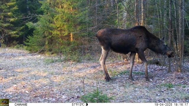 В Вязниковском районе самка и подросший лосёнок попал смотреть онлайн