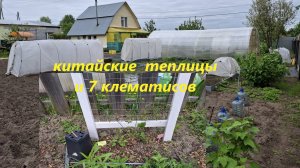 Делаем много теплиц. Обзор клематисов  весенней посадки после зимовки.