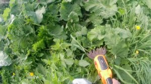 Вот такая у меня помошница.Косим траву.