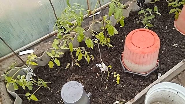 Виноград 28 мая заморозки как перенёс. смотреть онлайн