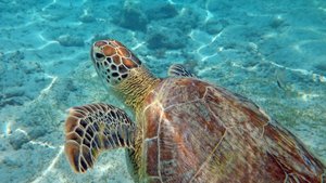 🤿 Снорклинг на Гили - сколько стоит и как поплавать бесплатно