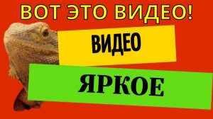 Яркое видео