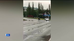 Почему дикие животные активничают на улицах Уфы - сюжет «Вестей»