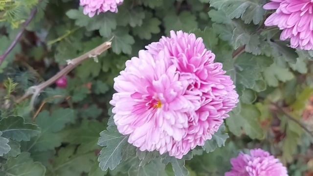 -Скажи своей жене,брат,на следующее мое день рождения ? смотреть онлайн