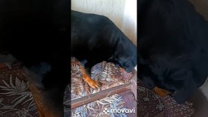 прогулялись по огороду,у Греты появилось молоко